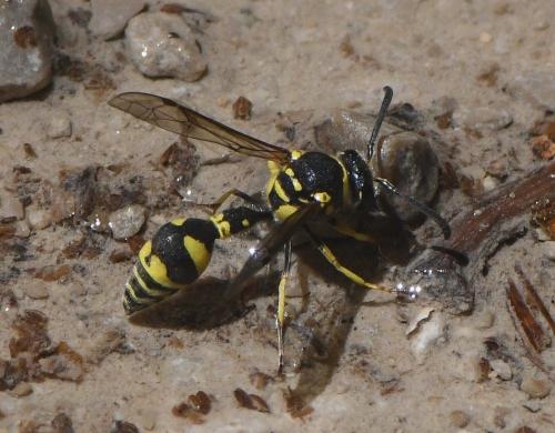Eumenes sp.